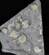 Promicroceras Ammonite Cluster - England #30740-1